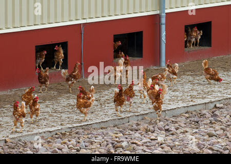 Domestic chickens (Gallus gallus domesticus), commercial free range hens roam freely outdoors Stock Photo