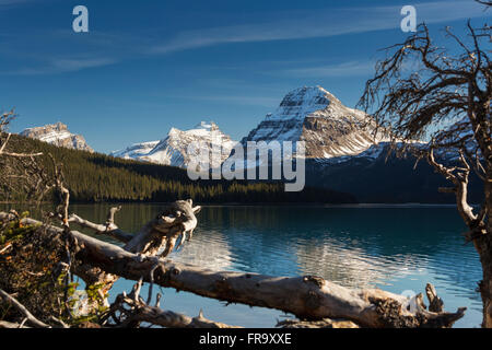 Mountain lake framed with driftwood in the foreground reflecting snow peaked mountains with blue sky and clouds, Banff National Park; Alberta, Canada Stock Photo