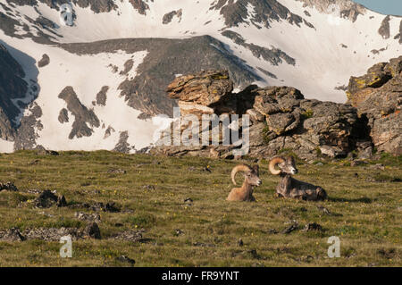 A pair of Rocky Mountain Bighorn Sheep rams (Ovis canadensis) rest in an alpine meadow in Rocky Mountain National Park Stock Photo