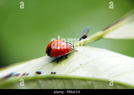 Ladybug with open wings on leaf Stock Photo