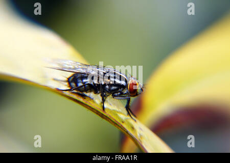 Domestica fly - Musca domestica Stock Photo