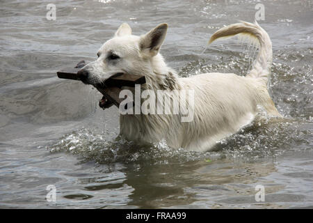 Cao white swiss shepherd playing in the Patos Lagoon in Sao Jose do Norte - RS Stock Photo