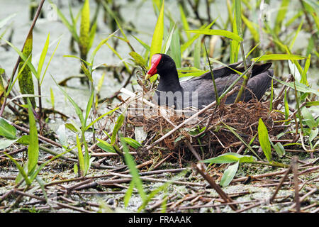 Common Moorhen - Gallinula chloropus - brooding on the nest at the edge of a swamp Stock Photo