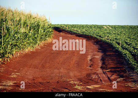 Plantation of corn and soybeans in the rural municipality of Panambi Stock Photo