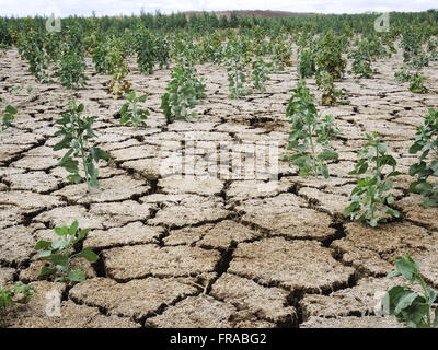 Vegetation growing on dry and cracked land in Acude Cocorobó low level due to drought Stock Photo