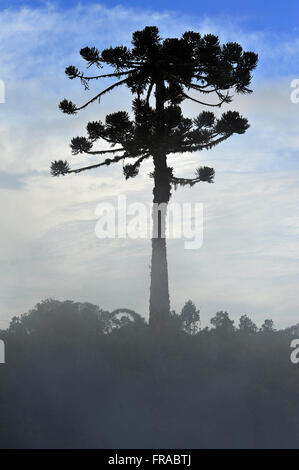 Araucaria in the Canyon of Itaimbezinho - Sierra Aparados National Park Stock Photo