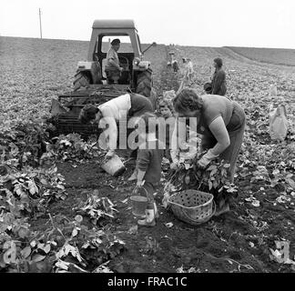 Women Potato picking harvesting Britain 1962 1960s children play while mothers work on farm. Stock Photo