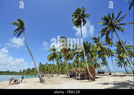 Coqueiros na beira-mar da Praia de Japaratinga Stock Photo