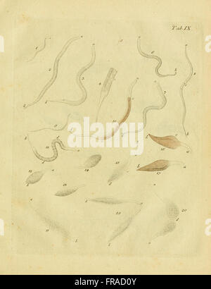 This plate illustrates various species of infusoria, both freshwater ...