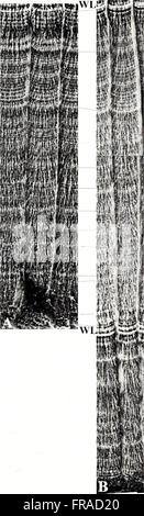 The American Malacological Bulletin (2001) publishes research and ...