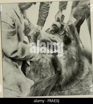 This 1920 book serves as a guide to animal castration, aimed at ...