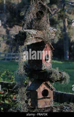 House finches with beard-de-pau-de-beard or old - Lageado Grande district Stock Photo