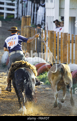 Knight participating in contest shot Laco Horse Criollo Stock Photo