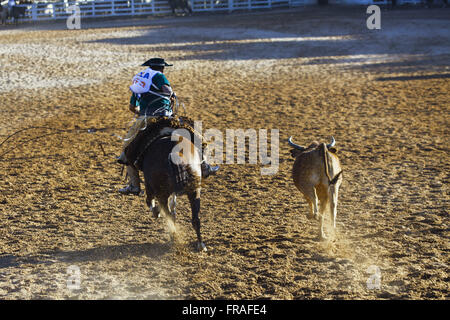 Knight participating in contest shot Laco Horse Criollo Stock Photo