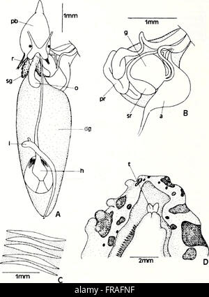 This 1996 issue of the American Malacological Bulletin presents ...