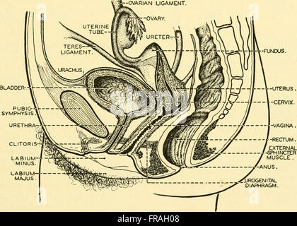 Chordate anatomy (1939) Stock Photo