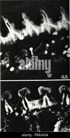The American Malacological Bulletin (1983) focuses on the study of ...