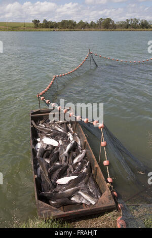 Despesca activity in fish breeding farm in the district of Primaverinha Stock Photo