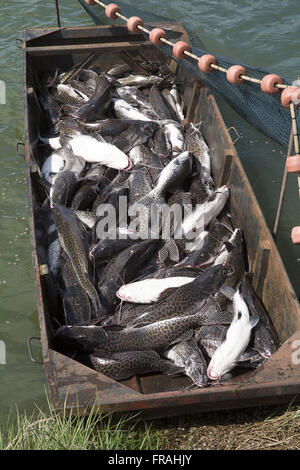 Despesca activity in fish breeding farm in the district of Primaverinha Stock Photo