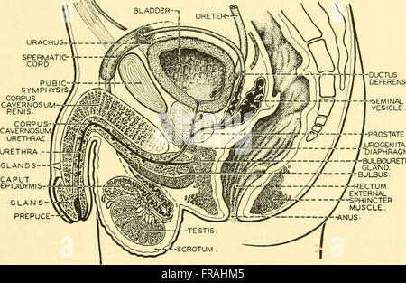 Chordate anatomy (1939) Stock Photo