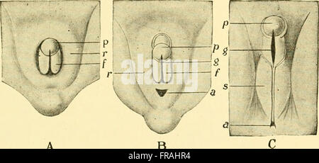 Chordate anatomy (1939) Stock Photo