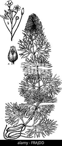 This 1908 guide covers the care, breeding, and propagation of goldfish ... - Goldfish Tank Breeding Ecosystem