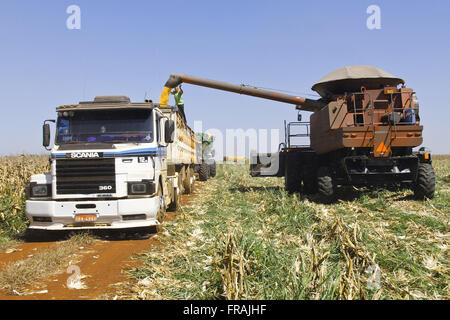 Download corn harvester to truck Stock Photo