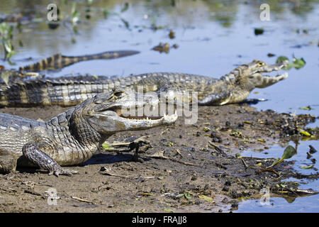 Alligators in the marsh lakefront - Caiman crocodilus yacare Stock Photo