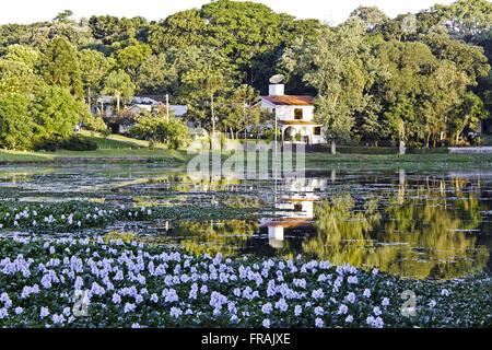 Water hyacinth - Eichhornia crassipes - flowering in pond with houses and surrounding rain forest Stock Photo