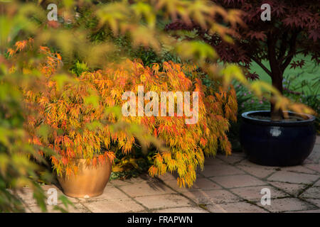 Japanese maples Acer palmatum dissectum autumn colour on terracotta patio Stock Photo