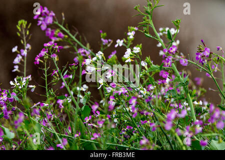 Wild radish (Raphanus raphanistrum) purple and white flowers, Palo Alto, California, United States of America Stock Photo