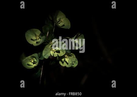 Flowers bright green. (Euphorbia amygdaloides). Wood spurge, Spain, Europe. Stock Photo