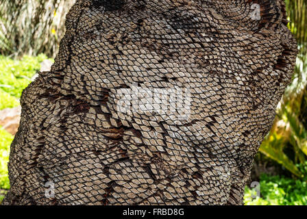 palm tree trunk Stock Photo