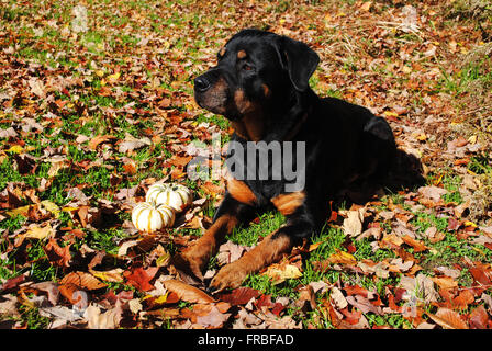 A Purebred Rottweiler Laying in an Autumn Scene Stock Photo