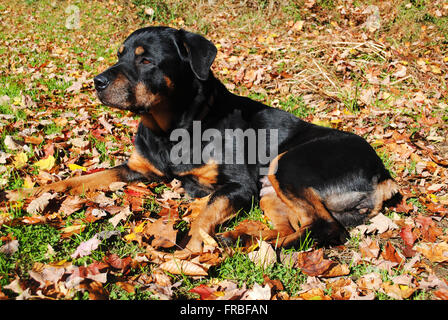 Old Rottweiler Laying in the Autumn Leaves Stock Photo
