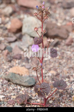 A Desert Five-spot (Eremalche rotundifolia) flower during the 2016 Super Bloom in Death Valley National Park. Stock Photo