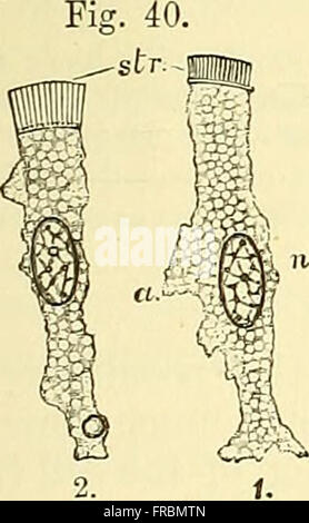 Quain's elements of anatomy (1882) Stock Photo