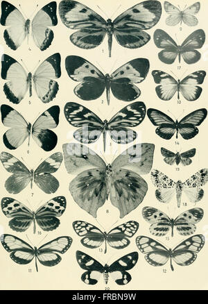 Lepidoptera Niepeltiana - Abbildungen und Beschreibungen neuer und wenig bekannter Lepidoptera (1914)