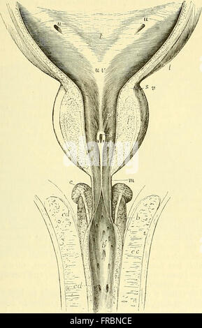 Quain's elements of anatomy (1882) Stock Photo