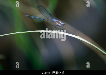 Dragonfly resting on leaf ginger Stock Photo
