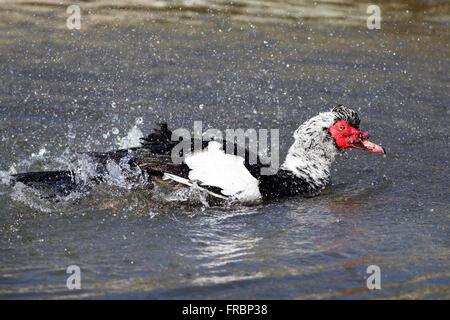 Muscovy duck (Cairina moschata) splashing itself in Trenance Lake and Gardens in Newquay, Cornwall Stock Photo