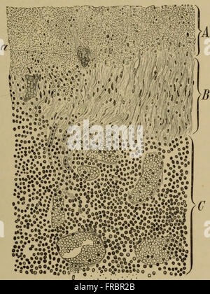 The elements of pathological histology with special reference to practical methods (1895) Stock Photo