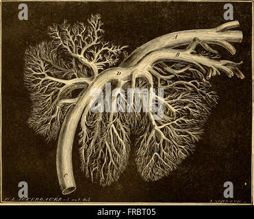 The comparative anatomy of the domesticated animals (1908) Stock Photo