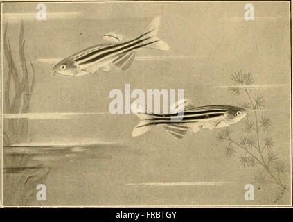 The Aquarium bulletin (1917) Stock Photo