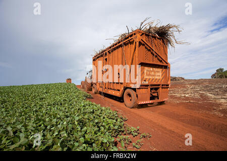 Transport of cane sugar after harvest mechanized hand planting soybeans in rural Stock Photo