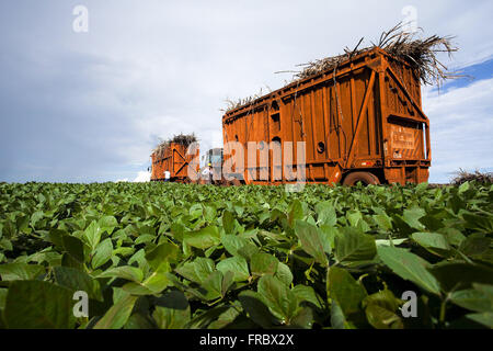 Transport of cane sugar after harvest mechanized hand planting soybeans in rural Stock Photo