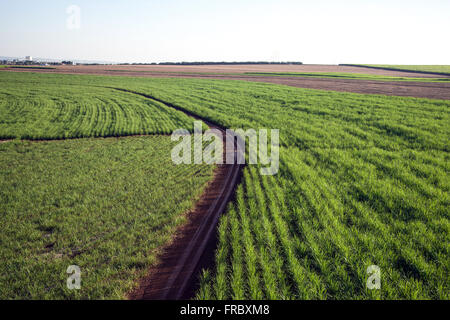 Aerial view of road through the land planting of cane sugar in the countryside Stock Photo