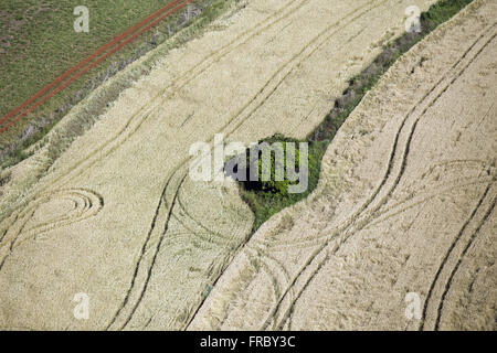 Aerial view of tree isolated in the middle of corn plantation Stock Photo