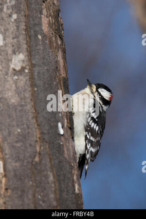 male Downy Woodpecker (Picoides pubescens) in winter Stock Photo