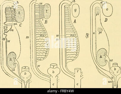 Chordate anatomy (1939) Stock Photo